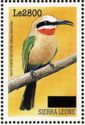 White-fronted Bee-eater    Merops bullockoides